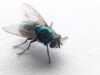 Flies-control-in-dubai