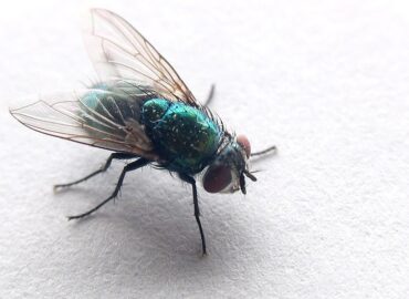 Flies-control-in-dubai
