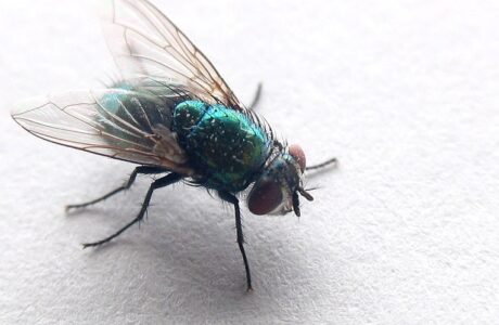 Flies-control-in-dubai
