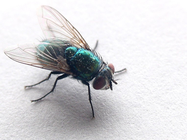 Flies-control-in-dubai