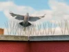 Birds Control
