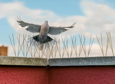 Birds Control