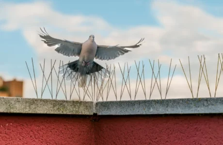 Birds Control