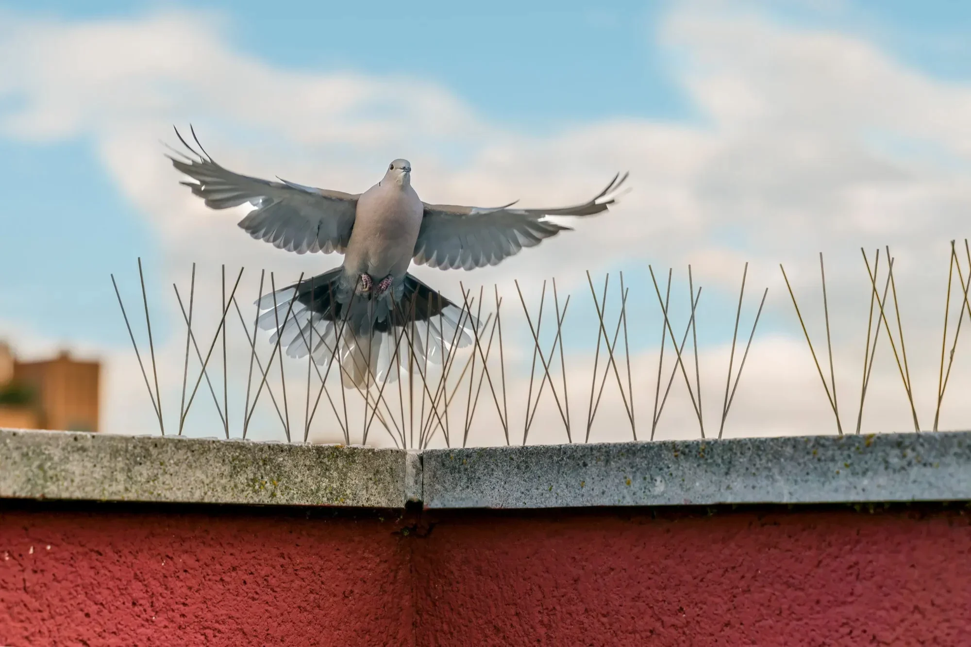 Birds Control