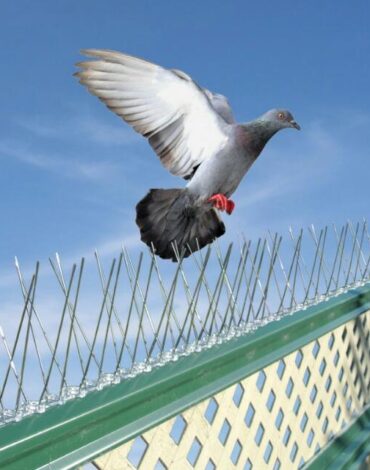 pigeon-control